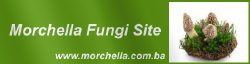 Morchella Fungi Site